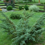 Juniper scaly meyeri